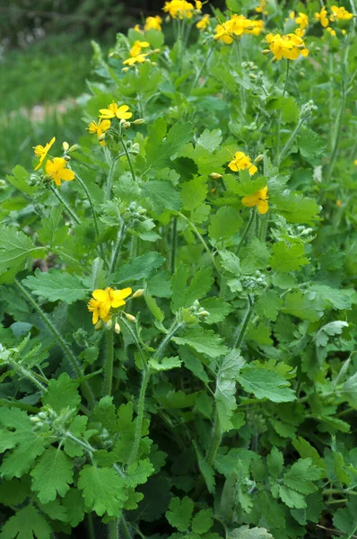 Chelidonium Majus Com Folhas Flores Amarelas Crescendo Natureza — Fotografia de Stock