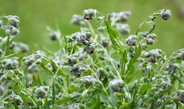 Дикой Природе Cynoglossum Officinale Цветет Среди Трав — стоковое фото