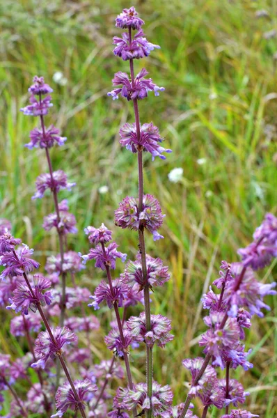Vadonban Virágzik Fűfélék Között Salvia Verticillata — Stock Fotó