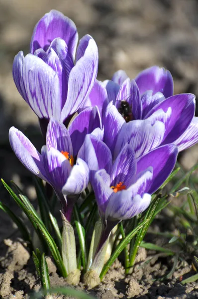 Природе Весной Клумбе Цветут Садовые Крокусы — стоковое фото