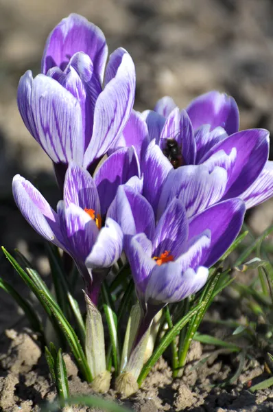 Dans Nature Les Crocus Jardin Fleurissent Dans Lit Fleurs Printemps — Photo