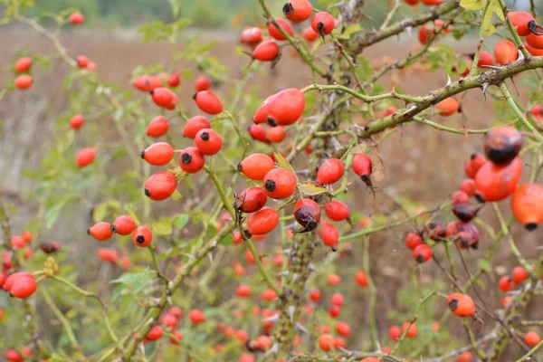 Rote Beeren Reifen Zweig Eines Hundsrosenstrauches — Stockfoto