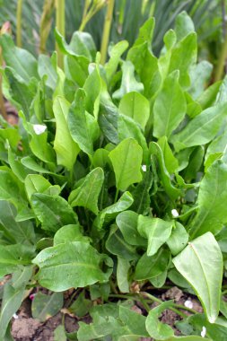 Sorrel bahçedeki açık organik toprakta yetişir.