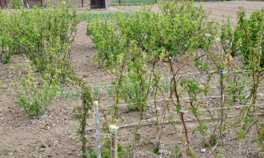 Baharda bahçede böğürtlen ağaçları yetişir.
