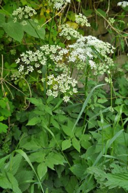 Aegopodyum podagraria vahşi doğada bir ot gibi büyüyor.