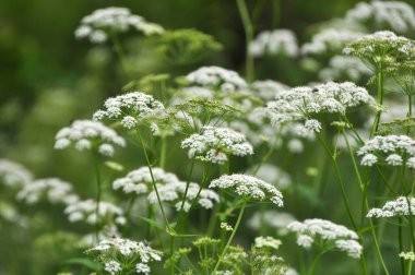 Aegopodyum podagraria vahşi doğada bir ot gibi büyüyor.