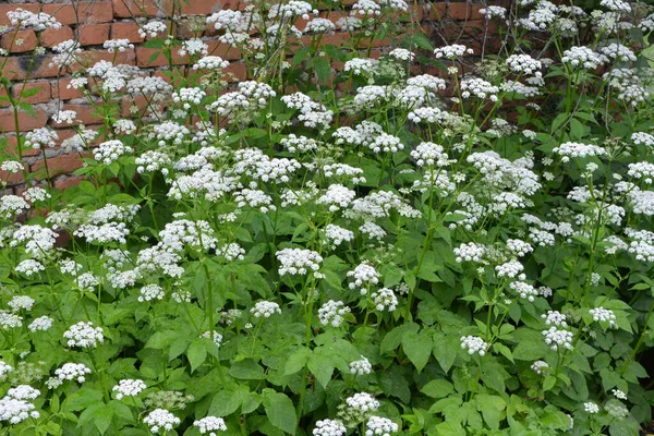 Aegopodyum podagraria vahşi doğada bir ot gibi büyüyor.