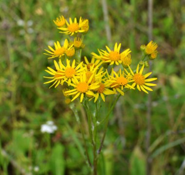Vahşi doğada, Jacobaea vulgaris bitkisi otların arasında yetişir.