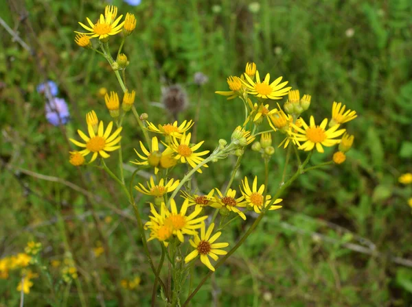 Naturaleza Planta Jacobaea Vulgaris Crece Entre Las Hierbas — Foto de Stock