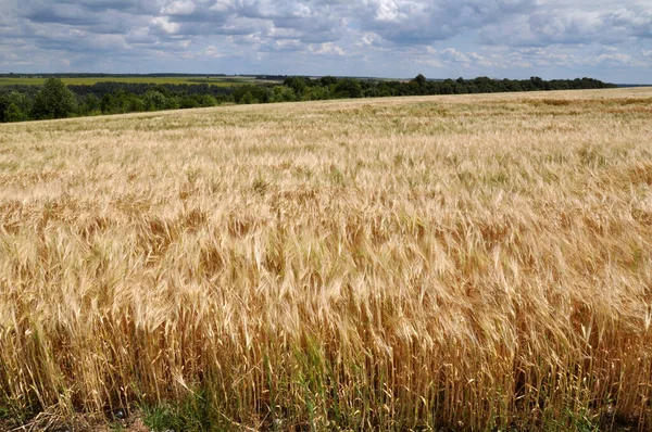 Summer Agricultural Landscape Barley Farm Field — Stock Photo, Image