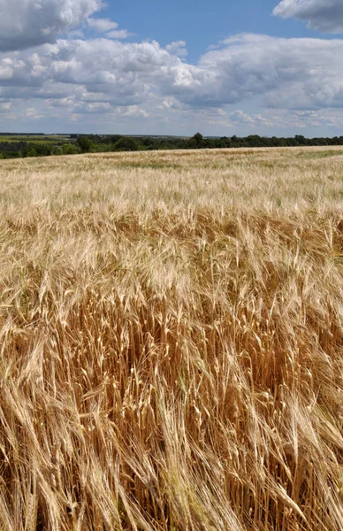 Zomer Landbouwlandschap Met Gerst Een Akkerland — Stockfoto