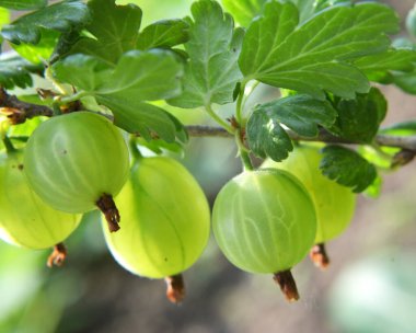 Böğürtlen dalları ve olgun meyveler.