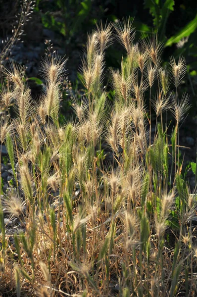 Дикой Природе Сорняк Растет Ячмень Hordeum Murinum — стоковое фото