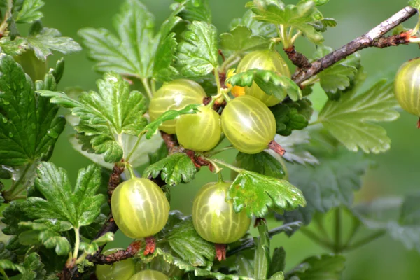 Branch Bush Gooseberry Ripe Berries — Stock Photo, Image