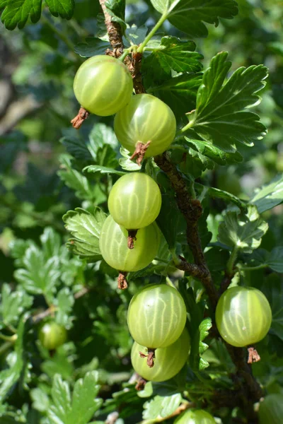 Stachelbeerzweig Mit Reifen Beeren — Stockfoto