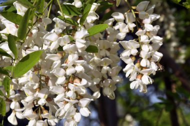 Baharda, vahşi doğada beyaz akasya çiçek açar.