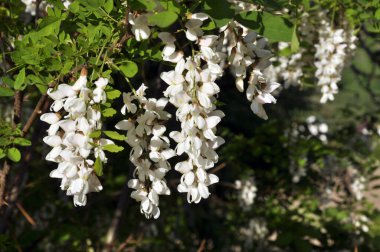 Baharda, vahşi doğada beyaz akasya çiçek açar.