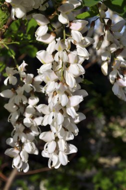 Baharda, vahşi doğada beyaz akasya çiçek açar.