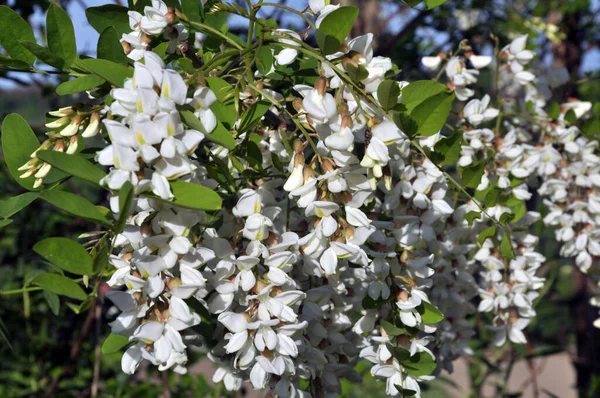 Printemps Acacia Blanc Fleurit Dans Nature — Photo