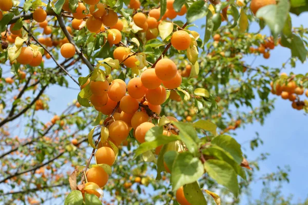 Grenarna Trädet Mognar Frukter Plommon Prunus Cerasifera — Stockfoto