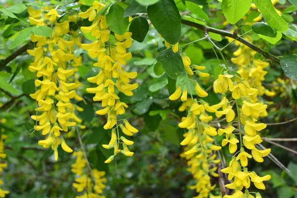 İlkbaharda, doğada süslü bir laburnum çalısı açar. 