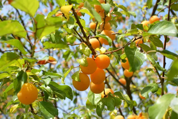Ağacın dallarında olgunlaşmış erik meyveleri (Prunus cerasifera)).