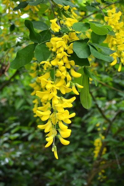 Spring Ornamental Laburnum Bush Blooms Nature — Stock Photo, Image