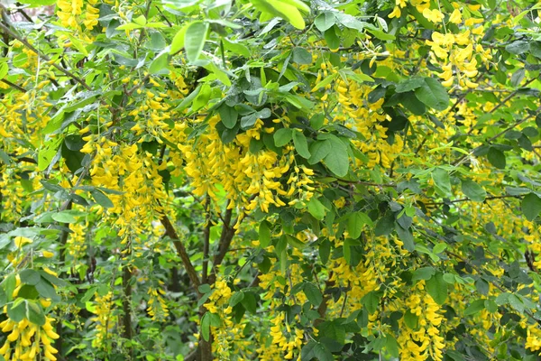 Primavera Arbusto Laburnum Ornamental Floresce Natureza — Fotografia de Stock