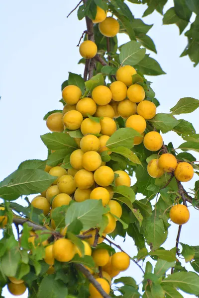 Takken Van Boom Rijpe Vruchten Van Pruimen Prunus Cerasifera — Stockfoto