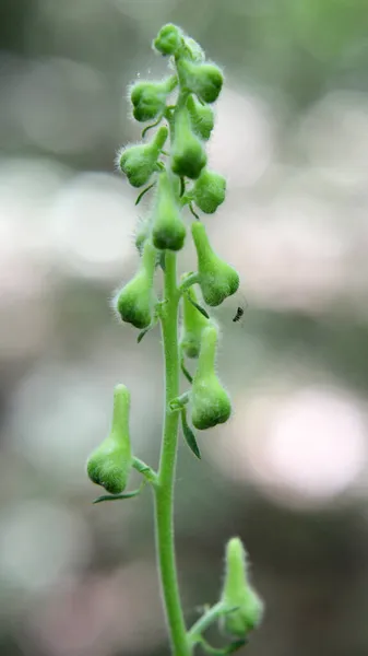 Létě Roste Aconit Aconitum Lese Volné Přírodě — Stock fotografie