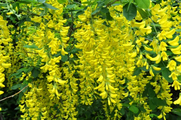 İlkbaharda, doğada süslü bir laburnum çalısı açar. 