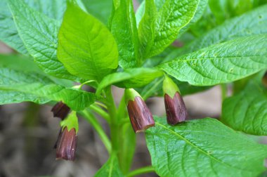 Ormandaki ilkbaharda nadir bulunan Scopolia Carniolica bitkisi çiçek açar.