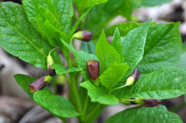 Ormandaki ilkbaharda nadir bulunan Scopolia Carniolica bitkisi çiçek açar.