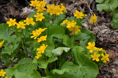 Baharda, Caltha Palustris nemli alder ormanında yetişir. 