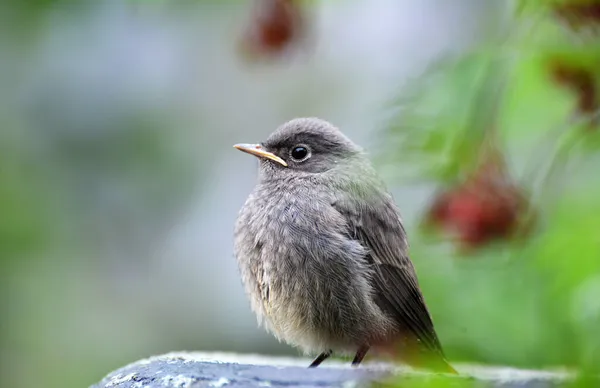 Freier Wildbahn Sitzt Auf Einem Ast Ein Junger Vogel Phoenicurus — Stockfoto