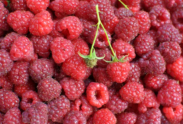 Frukt Bakgrund Från Skördade Och Mogna Hallon — Stockfoto