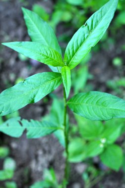 Ot Persicaria lapathifolia tarlaların arasında yetişir..