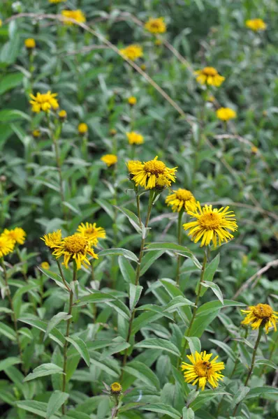 Verano Planta Medicinal Silvestre Inula Florece Naturaleza — Foto de Stock