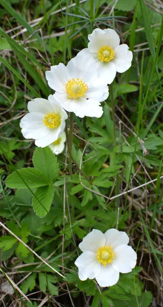 Spring Wild Forest Blooms Anemone Sylvestris — Stock Photo, Image
