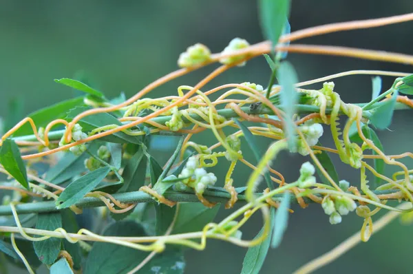 Parasitaire Plant Uscuta Groeit Het Veld Tussen Gewassen — Stockfoto