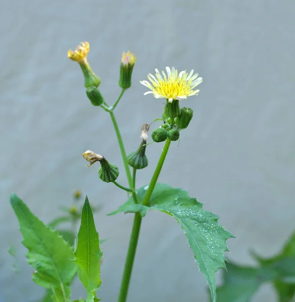 Žlutá Bodláka Sonchus Asper Roste Divočině — Stock fotografie