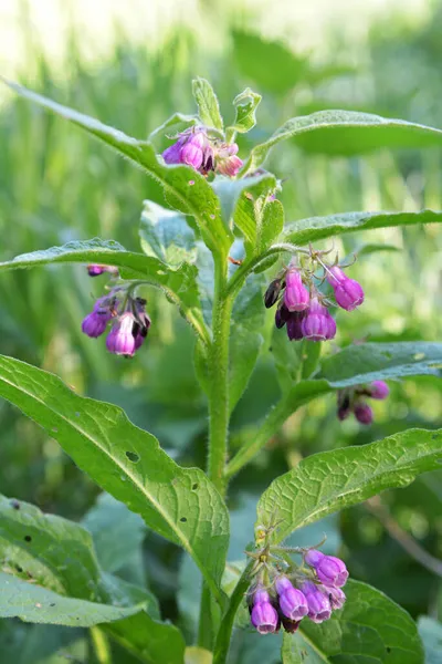 Meadow Wild Herbs Comfrey Symphytum Officinale Blooming — Stock Photo, Image