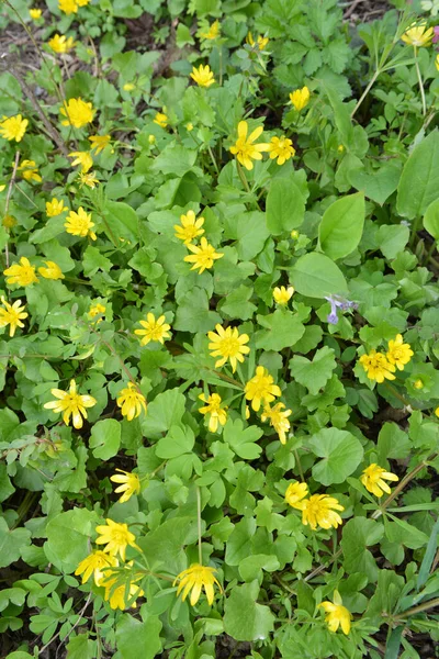Primavera Ranunculus Ficaria Florece Naturaleza —  Fotos de Stock