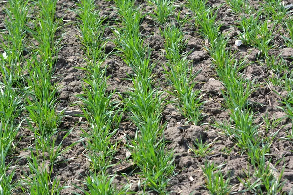 Good Sowings Winter Wheat Spring Farm Field — Stock Photo, Image