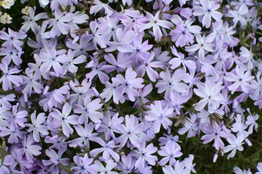 İlkbaharda, feniks subulata çiçek açar.