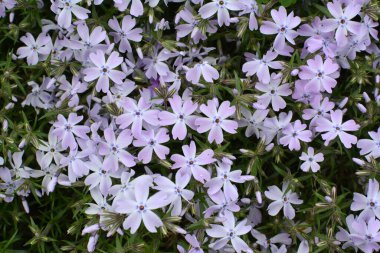 İlkbaharda, feniks subulata çiçek açar.