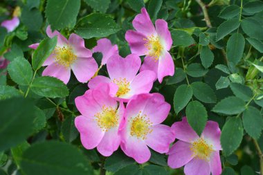 Baharda, yaban gülü filizlenir.