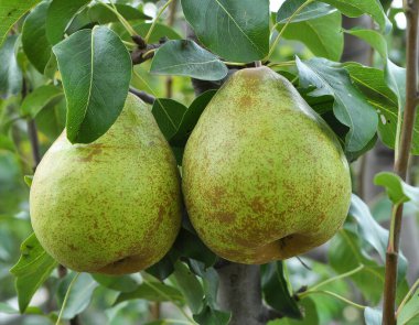 Meyve bahçesinde, armutlar ağaç dalında olgunlaşır..