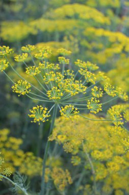 Bahçedeki açık arazide dereotu yetişir (Anethum Graveolens)