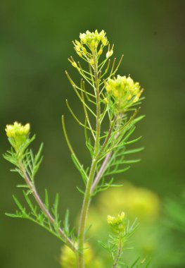 Baharda Descurainia doğada büyür.